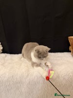British Shorthair cats - Advert 12