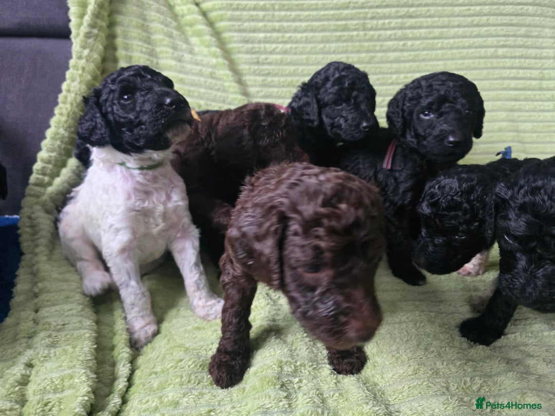 Standard Poodle dogs for sale: KC registered Standard Poodles! - Advert 11