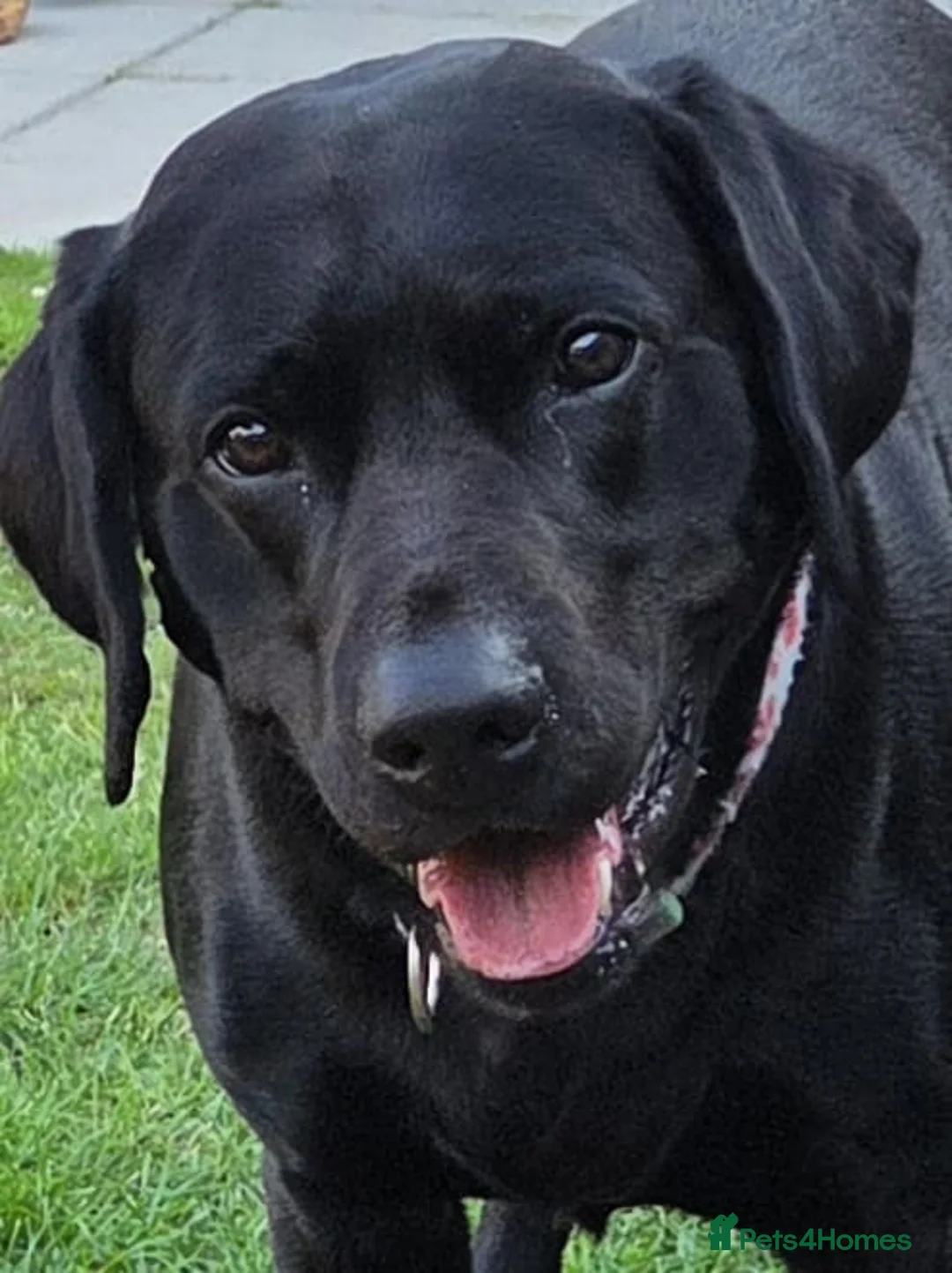 Labrador Retriever dogs for stud: BLACK LAB FOR STUD - Advert 4