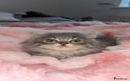 Mixed Breed cats for sale: Grey female kitten - Image 4