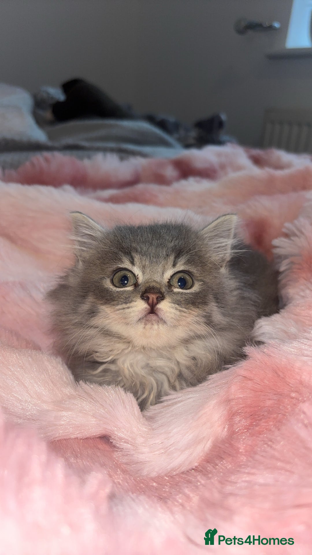Mixed Breed cats for sale: Grey female kitten - Image 4