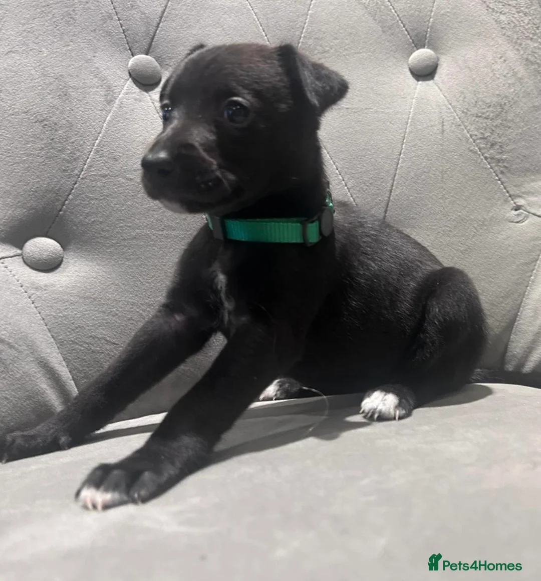 Whippet dogs for sale: Stunning KC registered Whippet puppies - Advert 10