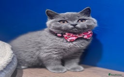 British Shorthair cats for sale: Beautiful GCCF Registered BSH Kittens - Ready Now - Image 12