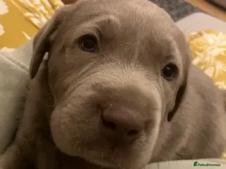 Labrador Retriever dogs Pedigree Silver / Charcoal Labradors - Advert 2