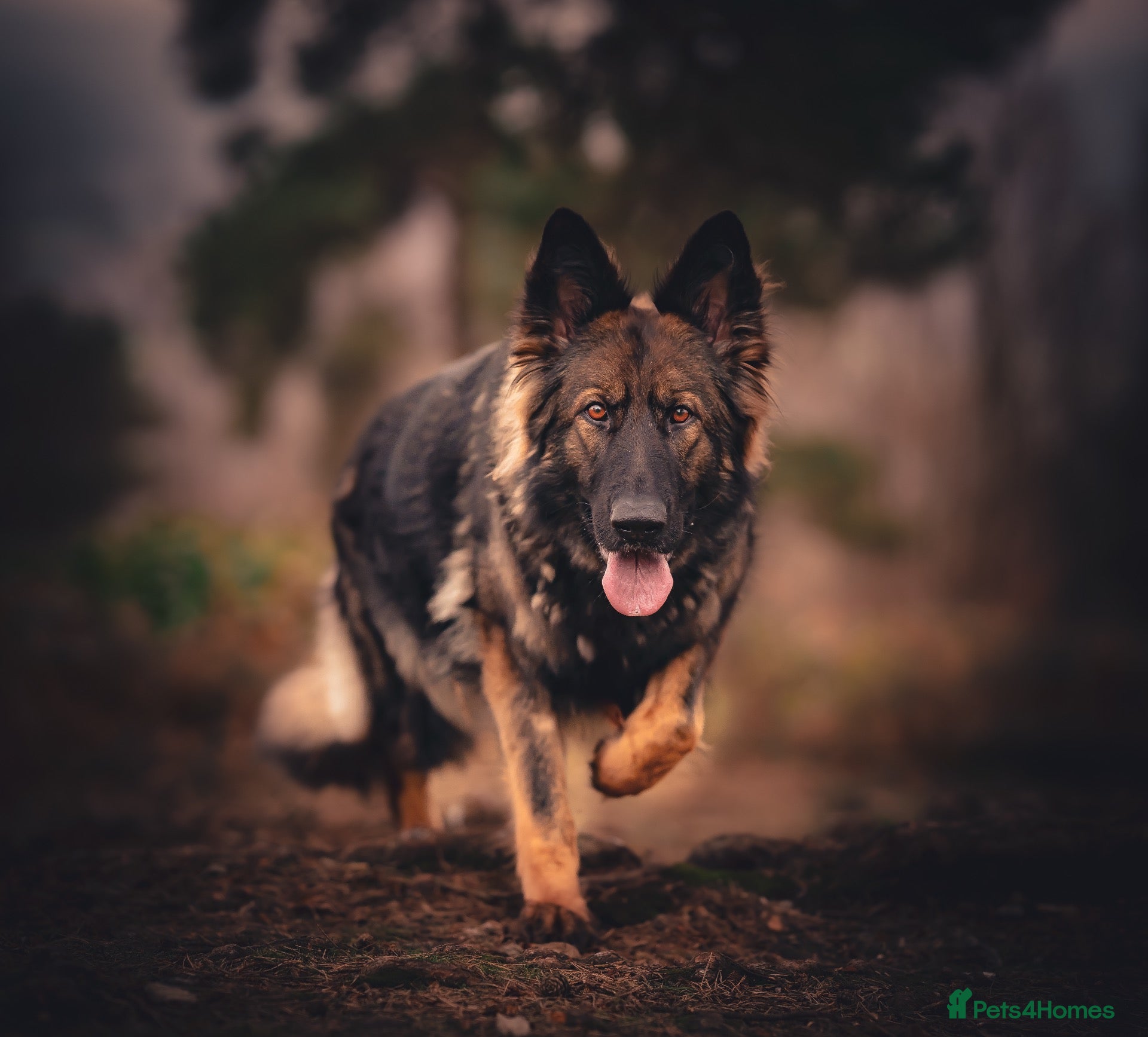 German Shepherd dogs German Shepherds 5 Star Breeder  - Advert 2