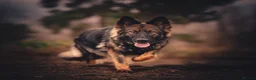 German Shepherd dogs for sale: German Shepherds 5 Star Breeder  - Advert 2