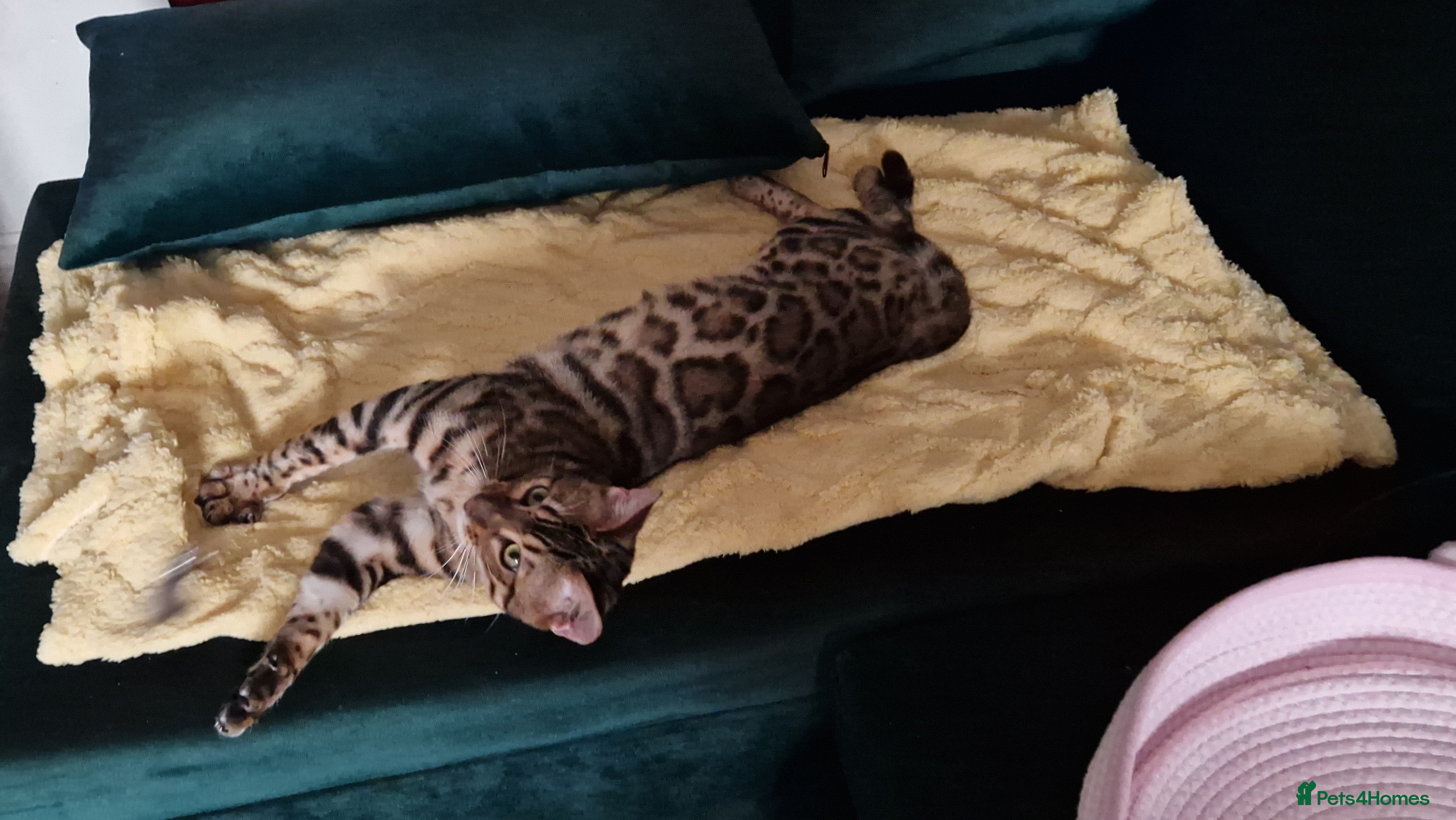 Bengal cats Active Tica registered boy😍 - Advert 2