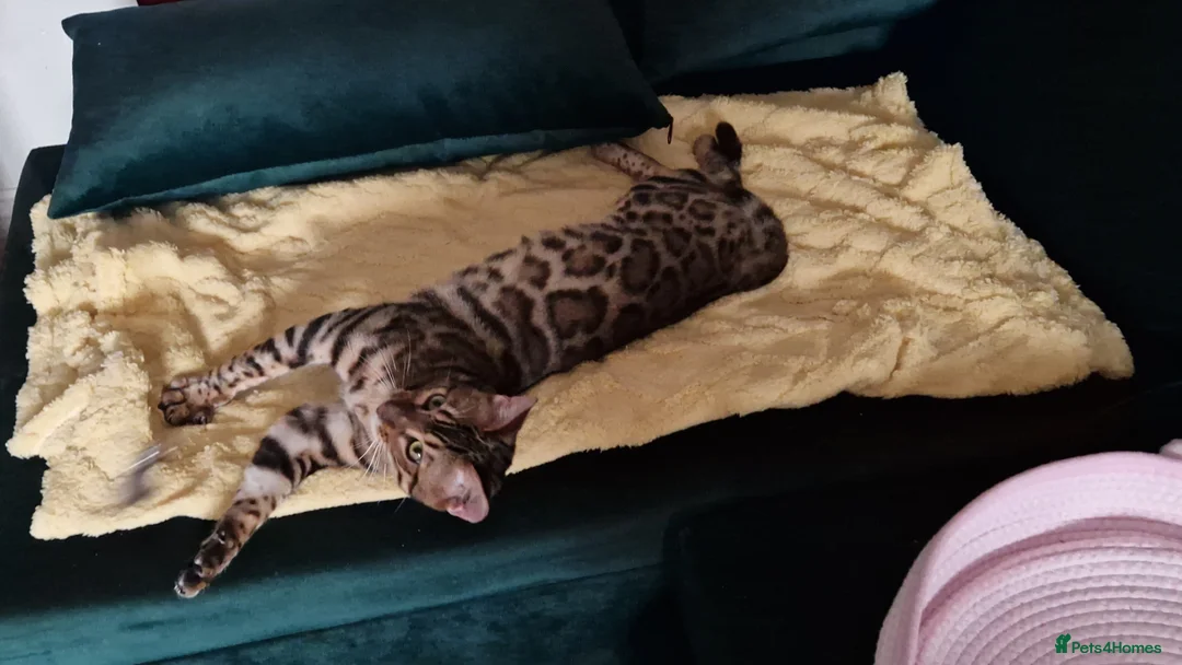 Bengal cats for sale: Active Tica registered boy😍 - Advert 2