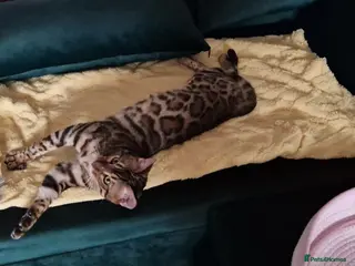 Bengal cats Active Tica registered boy😍 - Advert 2