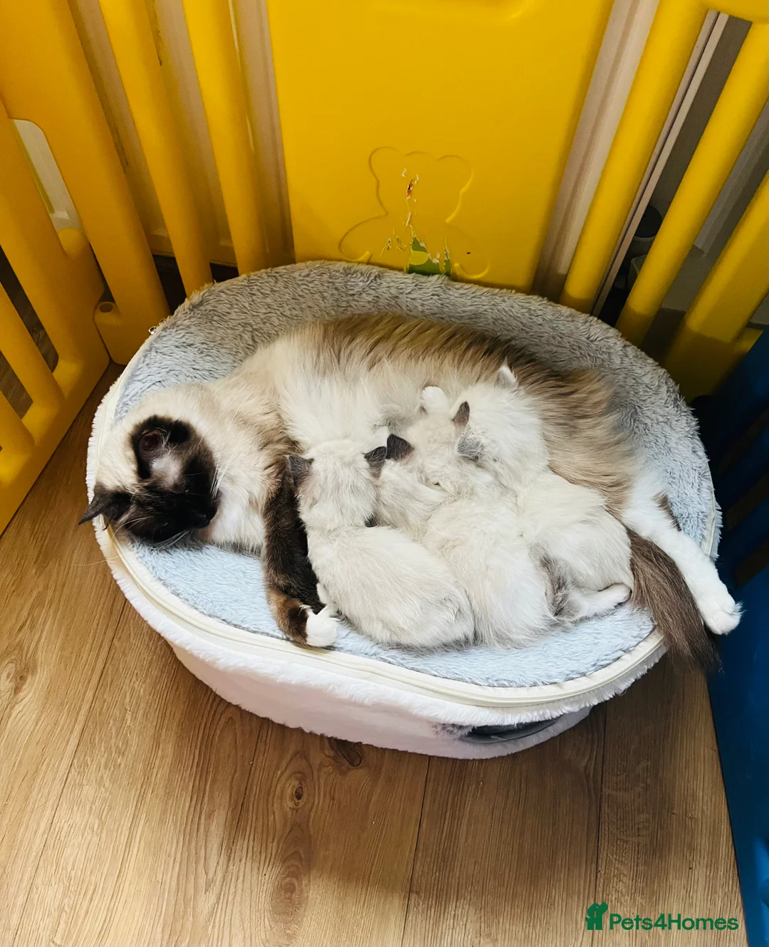 Ragdoll cats for sale: 4 GCCF registered Ragdoll kittens - Advert 10