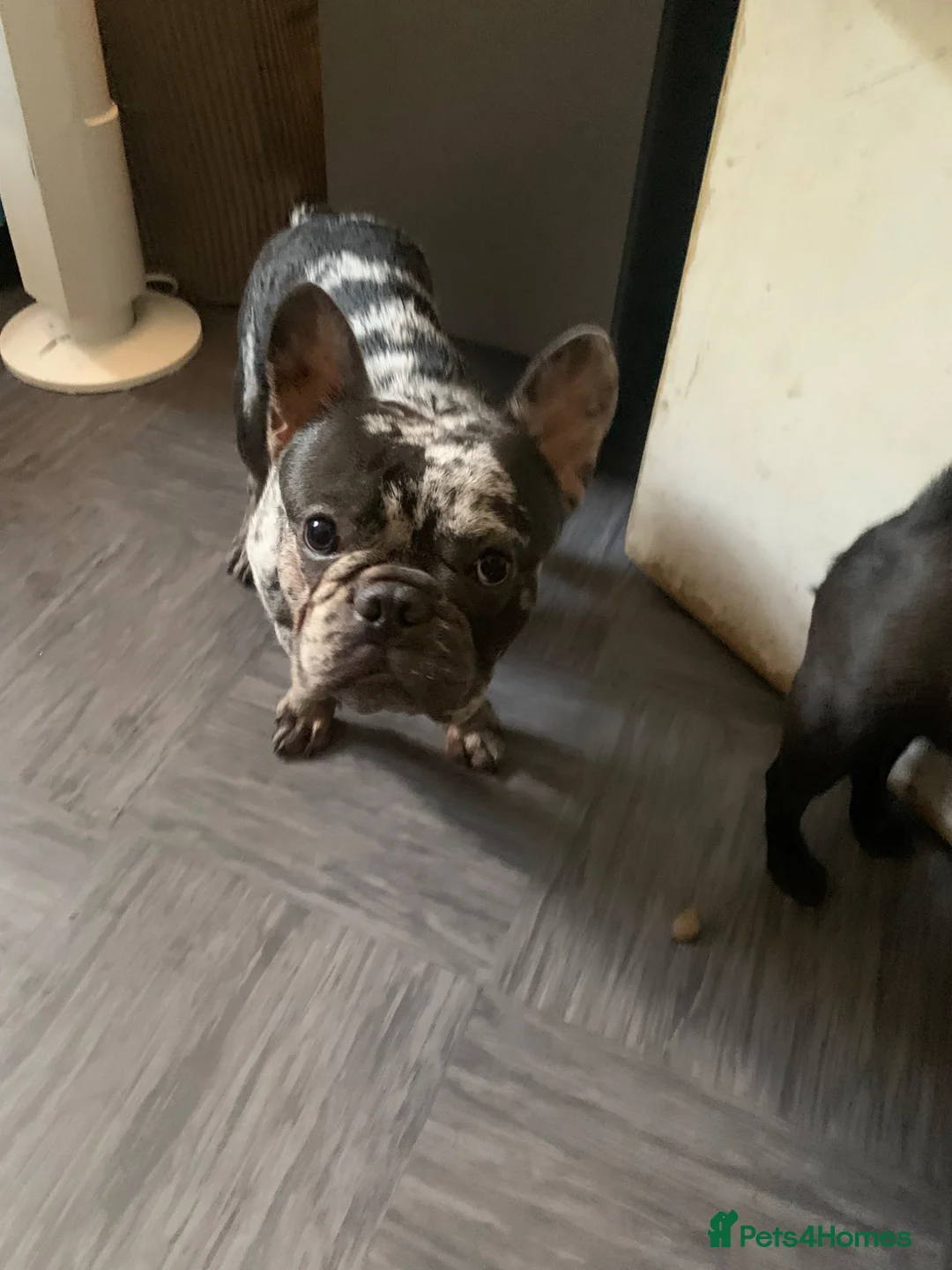 French Bulldog dogs for sale: Chai  - Advert 2
