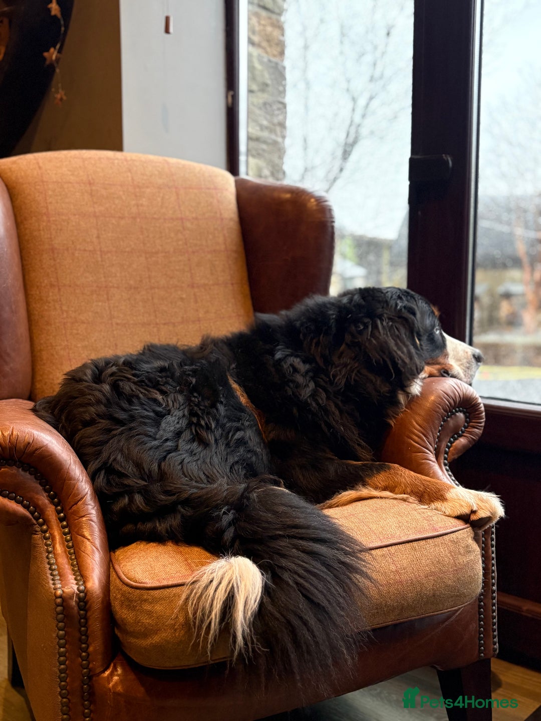 Bernese Mountain Dog dogs for sale: Beautiful Bernese Mountain puppies  - Advert 11