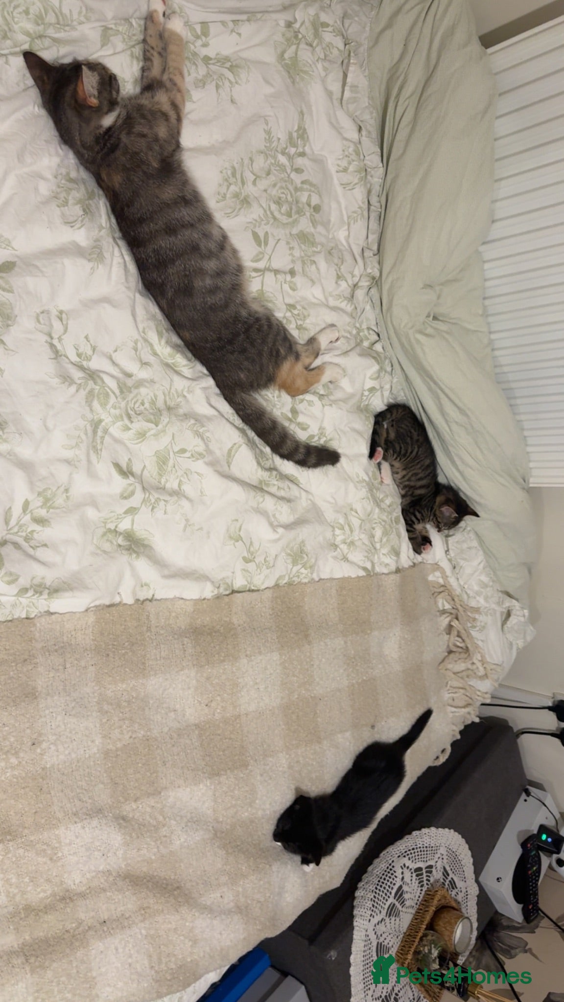 Mixed Breed cats 2 male kittens for sale - Advert 2