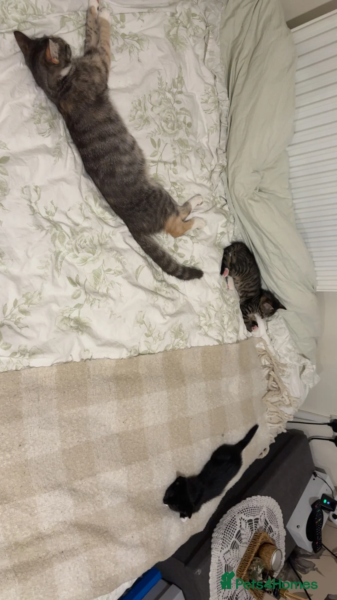 Mixed Breed cats for sale: 2 male kittens for sale - Advert 1