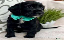 Cocker Spaniel dogs for sale: 2 beautiful cocker spaniels  - Image 11