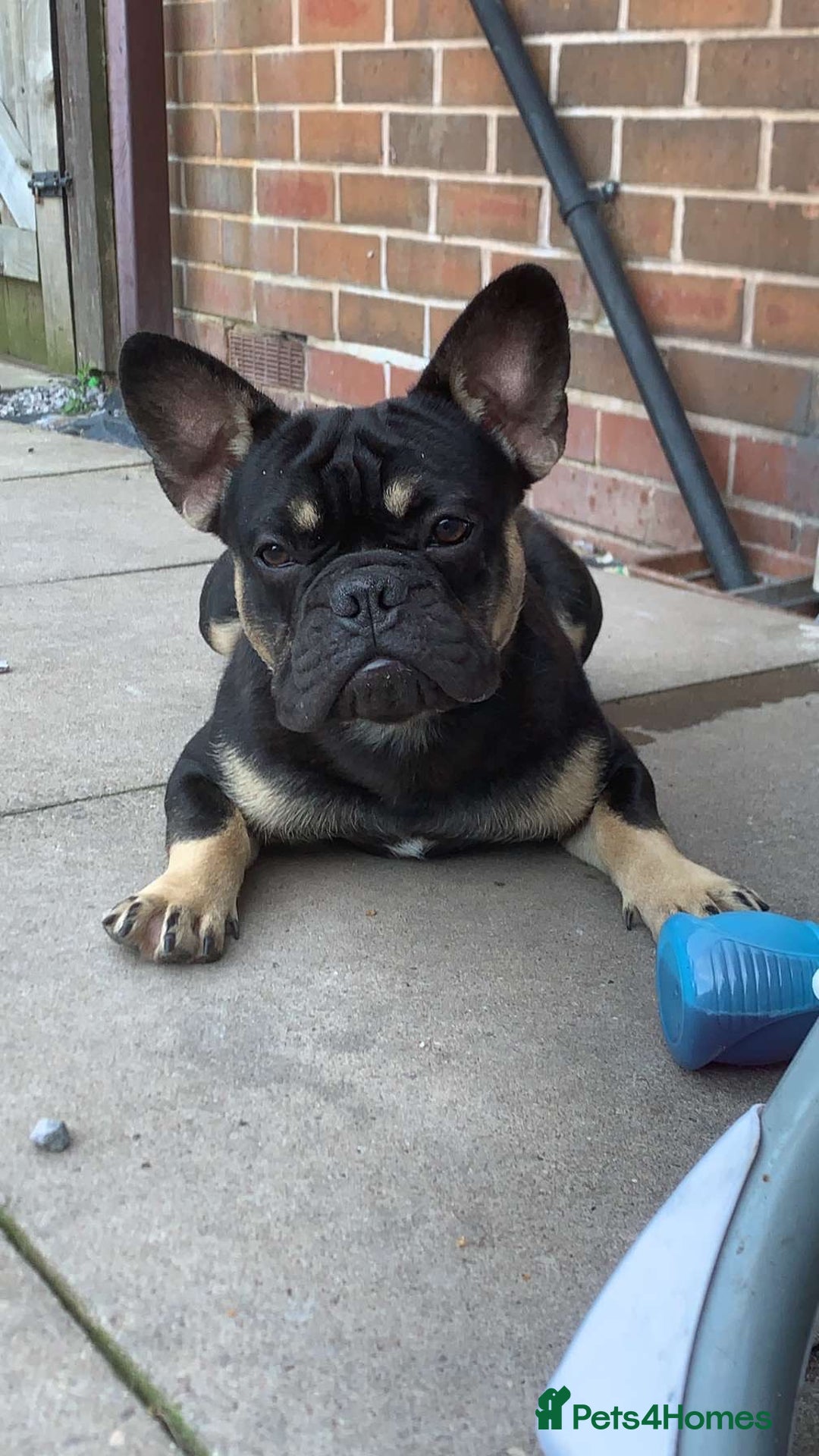 French Bulldog dogs for stud: 🖤PABLO🖤 - Image 1