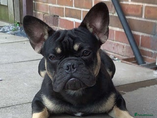 French Bulldog dogs - Advert 41