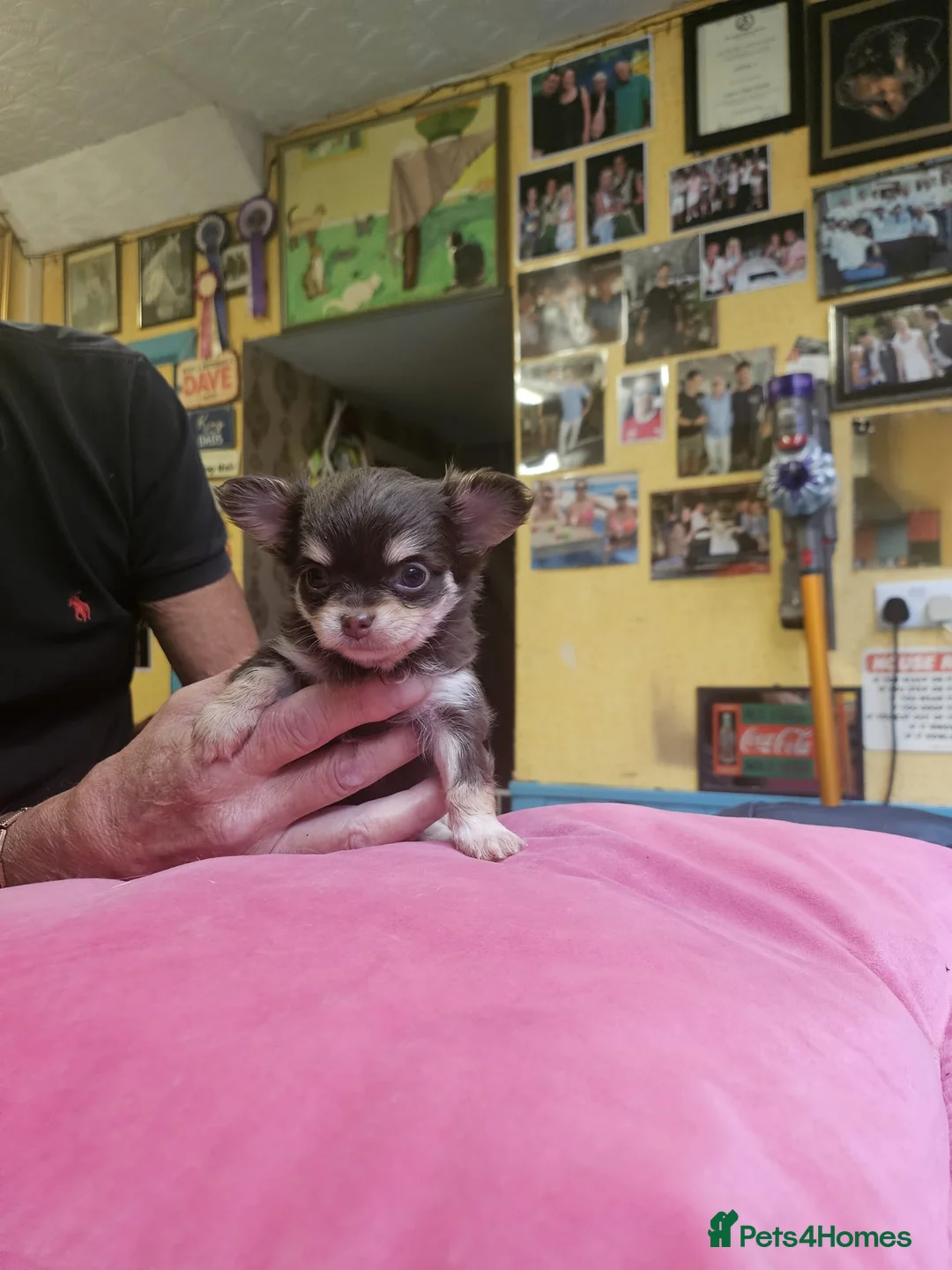 Chihuahua dogs for sale: Long haired chihuahuas - Advert 4