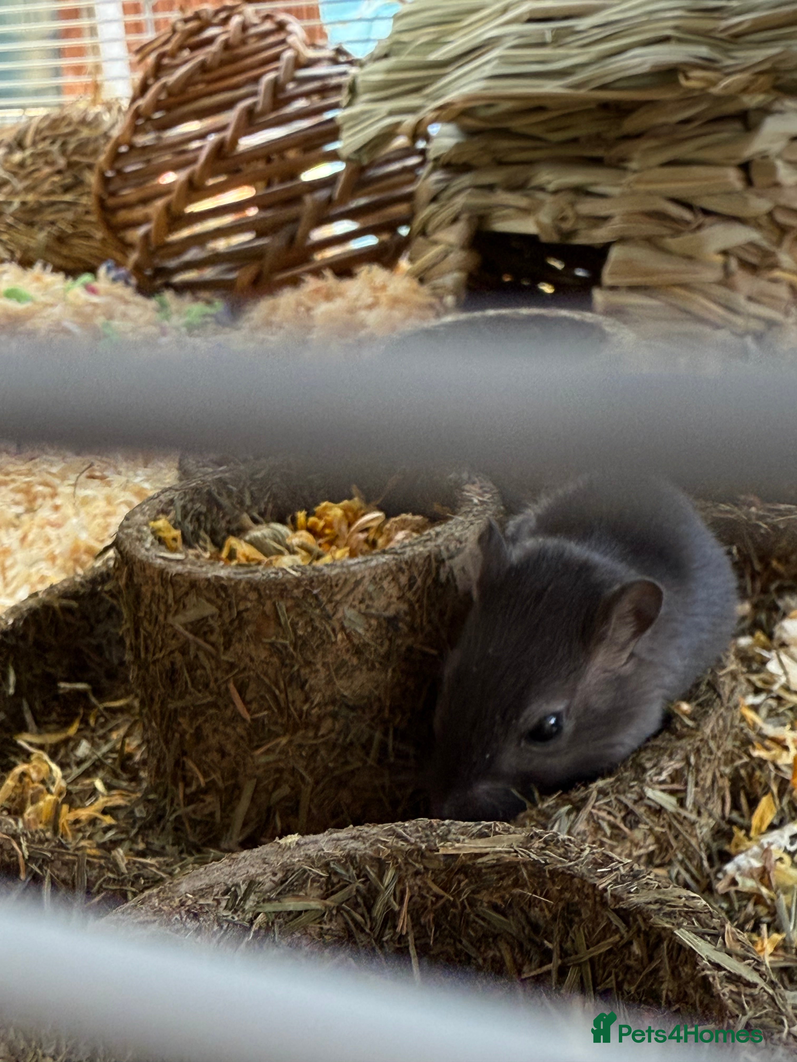 Gerbil rodents 2 Female Gerbils 10-11 Weeks old - Advert 11