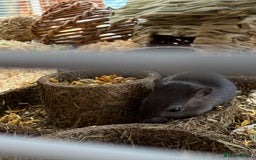 Gerbil rodents for sale: 2 Female Gerbils 10-11 Weeks old - Image 1