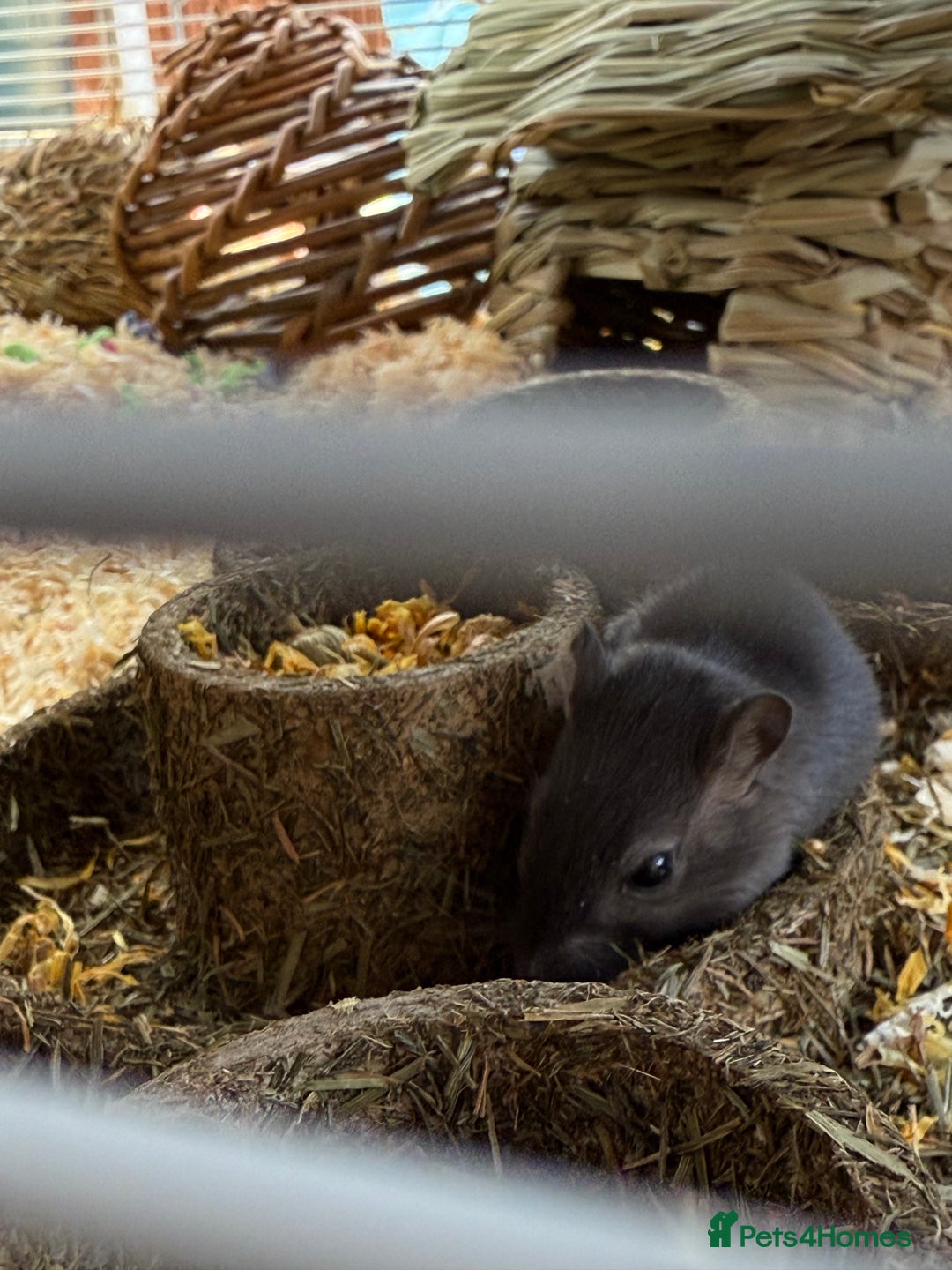 Gerbil rodents for sale: 2 Female Gerbils 10-11 Weeks old - Image 1