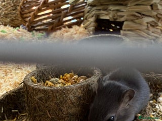 Gerbil rodents - Advert 2