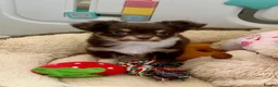 Chihuahua dogs for sale: Chocolate long hair chihuahua boy - Advert 2
