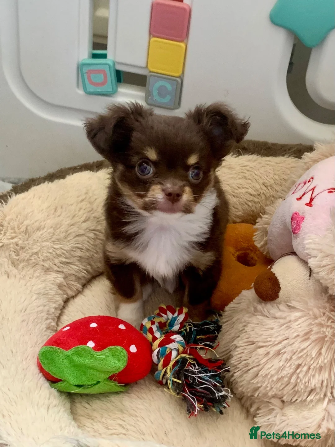 Chihuahua dogs for sale: Chocolate long hair chihuahua boy - Advert 2