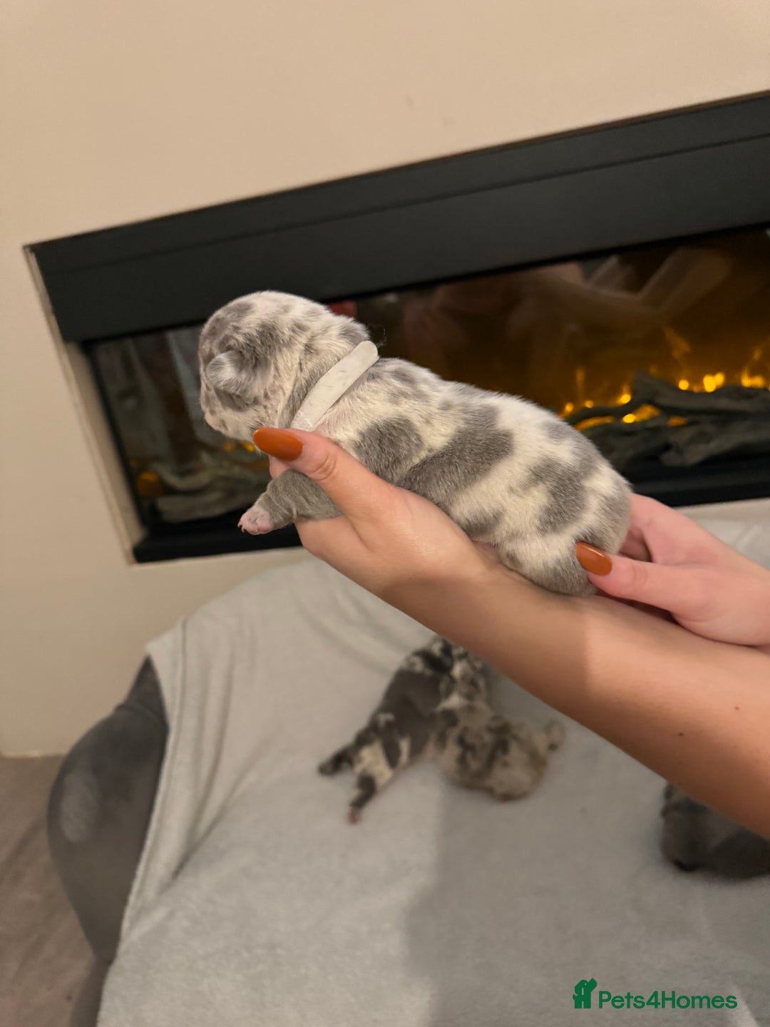 French Bulldog dogs for sale: Beautiful blue and lilac merle French bulldogs - Image 8