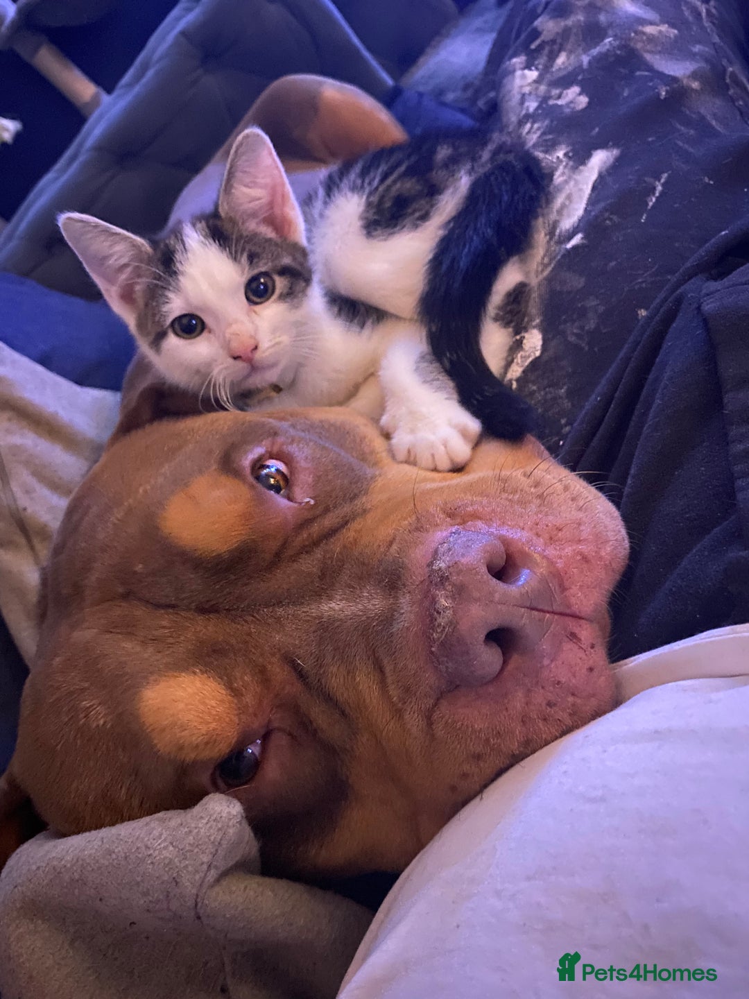 Mixed Breed cats for sale: 2 beautiful kittens  - Advert 7