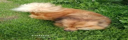 Mixed Breed dogs for sale: Exceptional Papillon × Mittel Spitz Puppies in Wisbech - Advert 4