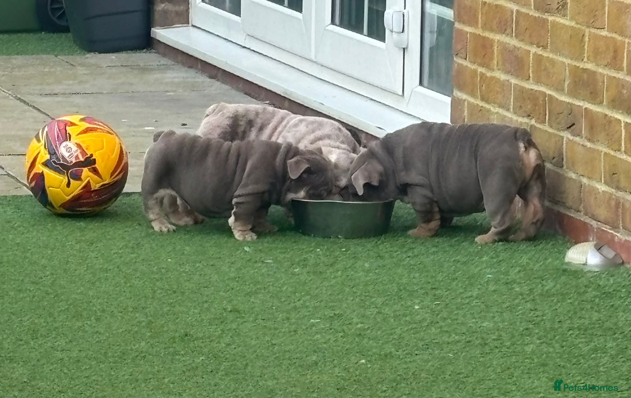 English Bulldog dogs Bulldog babies  - Advert 1