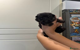 German Shepherd dogs for sale: 11 Cute German Shepherds!  - Image 25