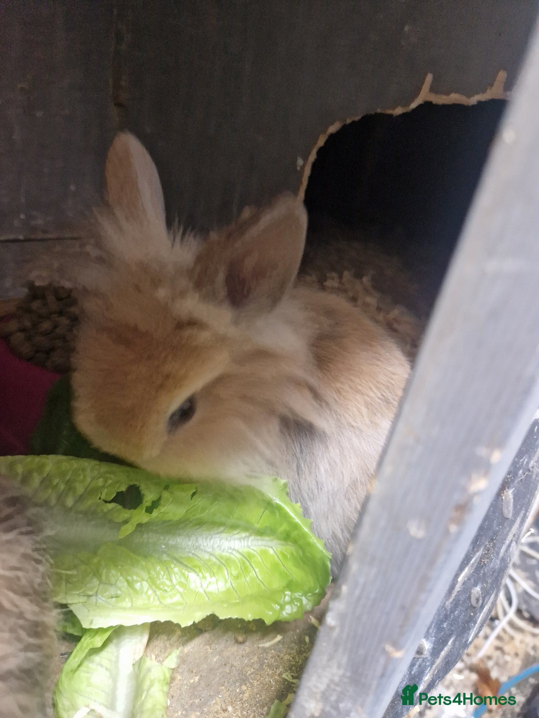 Lionhead rabbits for sale: Lionhead baby rabbits - Advert 2