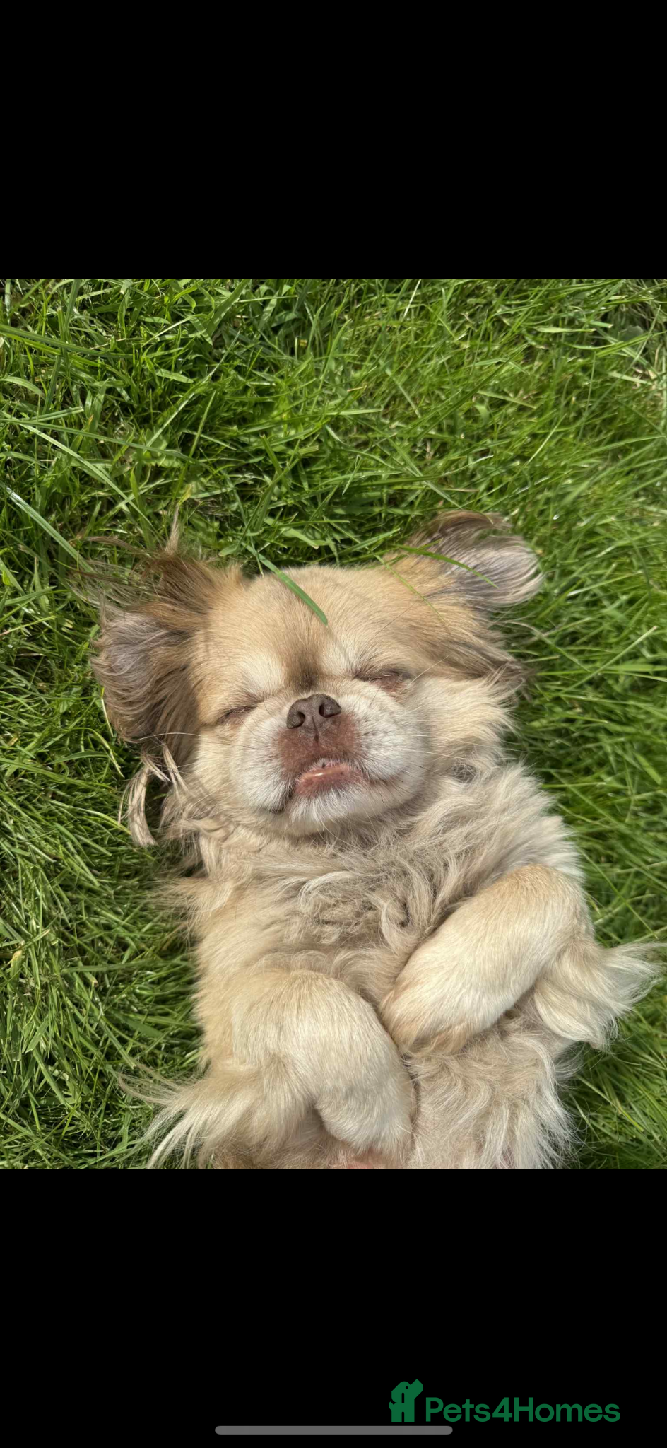 Mixed Breed dogs 7 year old Shih Tzu/ Pekinese    - Advert 1