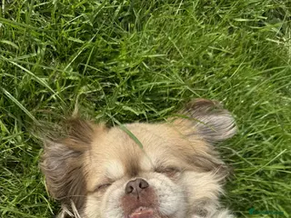 Mixed Breed dogs 7 year old Shih Tzu/ Pekinese - Advert 14