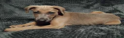 Lurcher dogs for sale: 8 week old male lurcher puppy  in Clacton-on-Sea - Advert 6