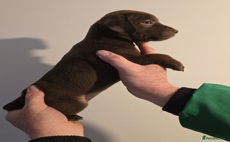 Patterdale Terrier dogs - Advert 3