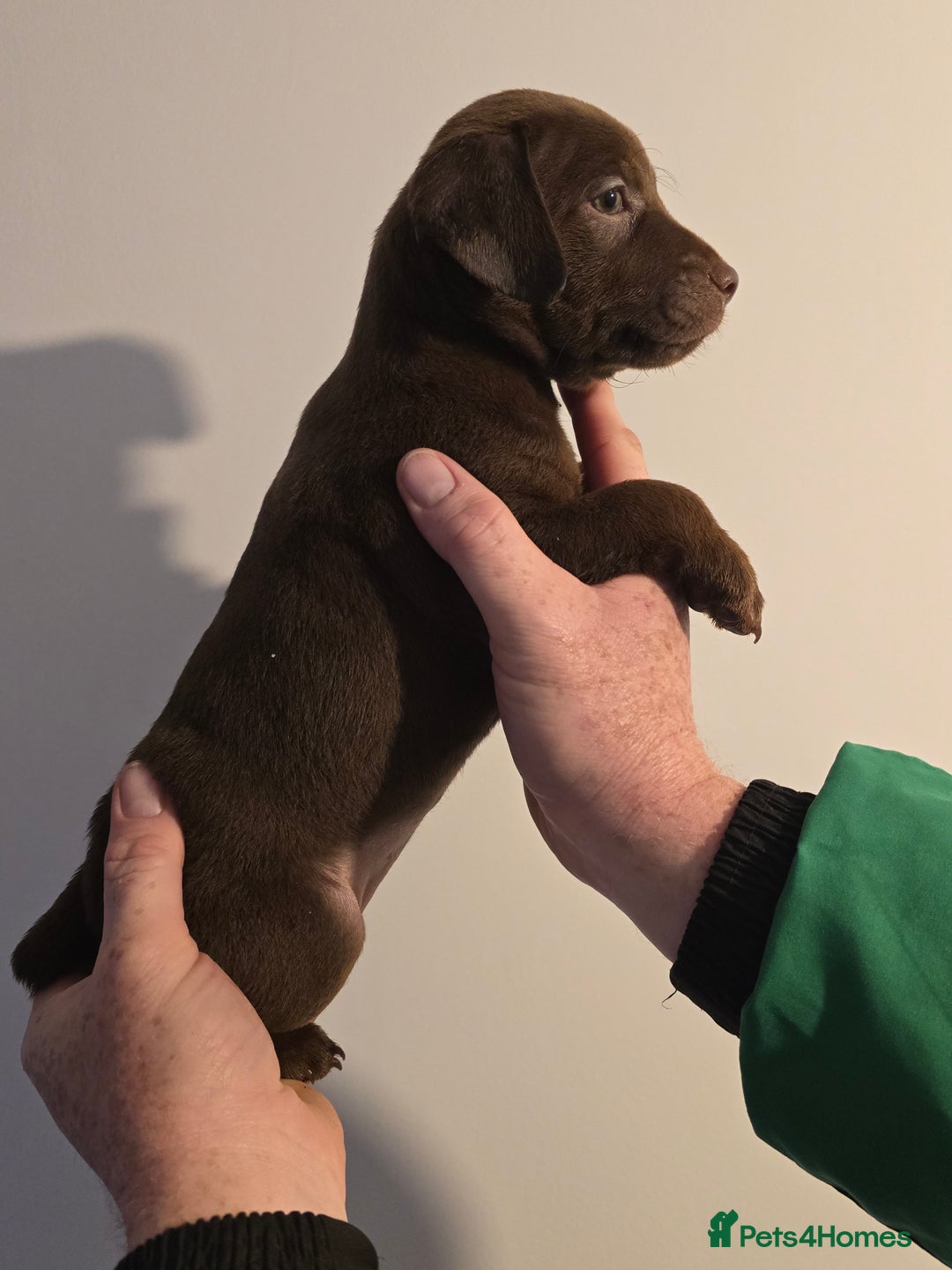 Patterdale Terrier dogs for sale: Chocolate Patterdale terrier pups  - Image 1