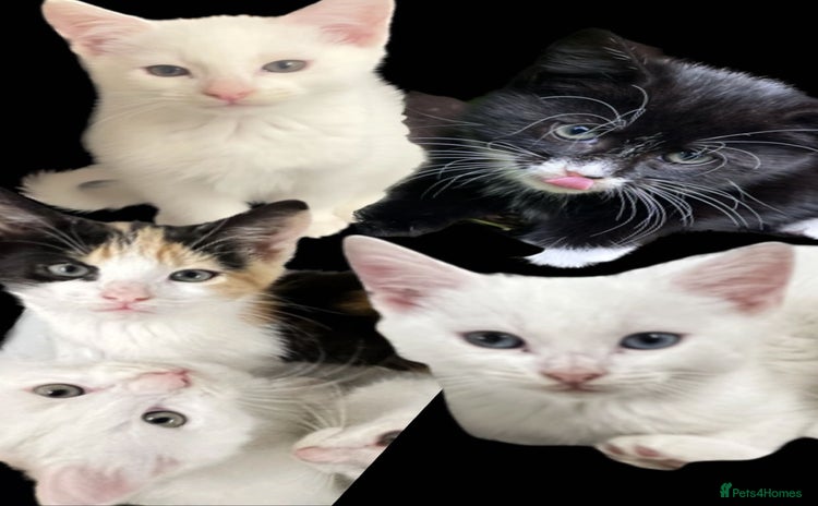 Turkish Angora cats - Advert 2
