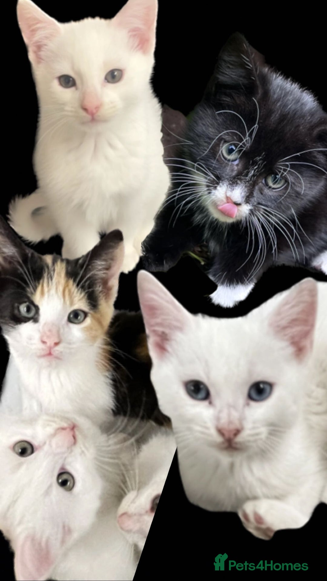 Turkish Angora cats for sale: Adorable 8-Week-Old Kittens looking for home 🐾 - Image 1