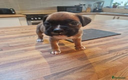 Boxer dogs for sale: Beautiful litter of KC reg bobtail boxer pups - Image 22