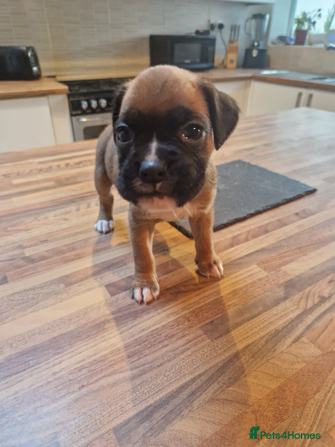 Boxer dogs for sale: Beautiful litter of KC reg bobtail boxer pups - Image 22