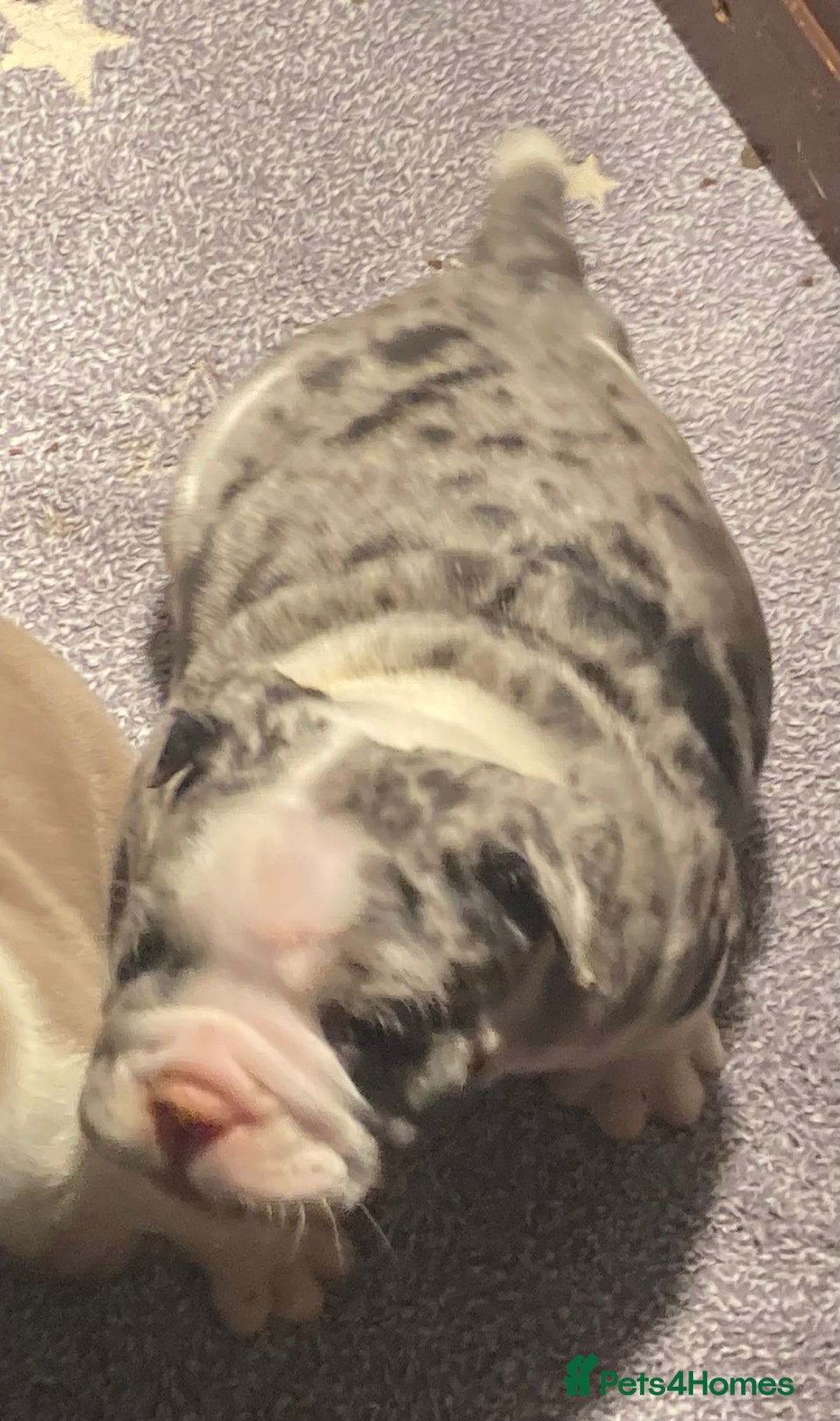 Olde English Bulldogge dogs for sale: Old English bulldog puppies GENERATIONAL - Advert 8