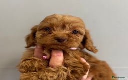 Cockapoo dogs for sale: Stunning Fox Red f1 cockapoo puppies  - Image 8