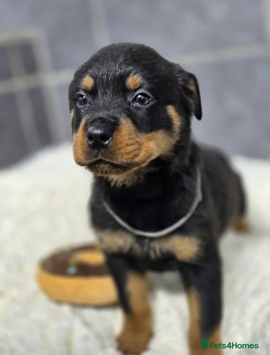 Rottweiler dogs for sale: Stunning Rottweiler pups - Advert 15