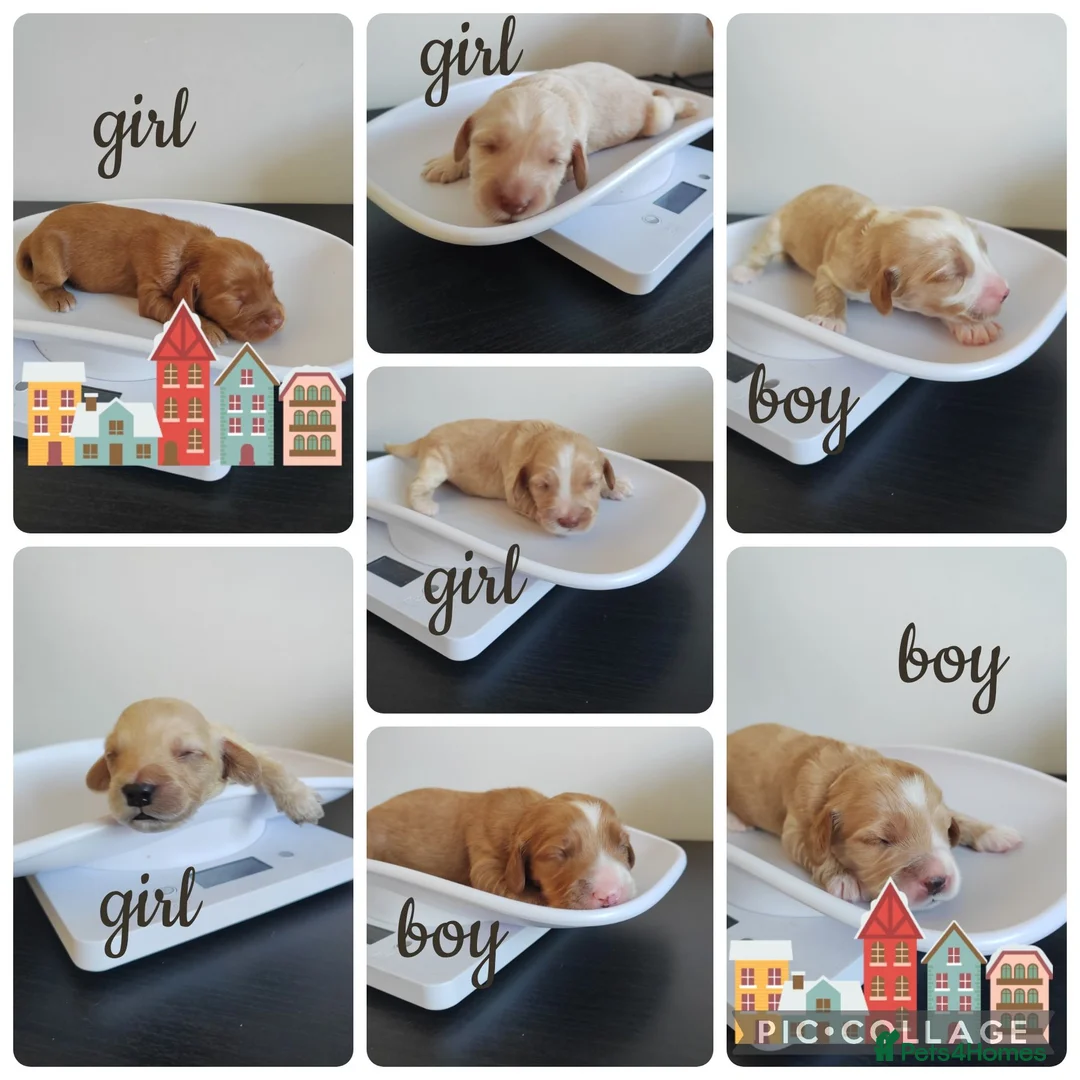 Cockapoo dogs for sale: Cockapoo puppies Doncaster - Advert 1