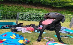 Labrador Retriever dogs for sale: Carefully & selectively bred, versatile pets, FTCH - Image 23
