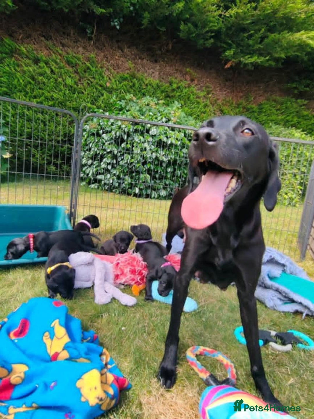 Labrador Retriever dogs for sale: Carefully & selectively bred, versatile pets, FTCH - Image 23