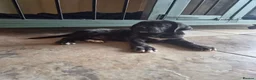 Cane Corso dogs for sale: 💜 IMPRESSIVE FULL PEDIGREE CANE CORSO LITTER 💜 - Advert 19